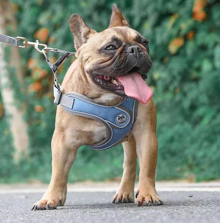 Mdebetdog Dog collars and leads,COMFORTABLE AND SECURE
