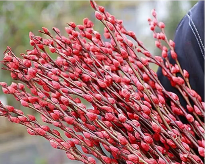 Kvgizpo  Artificial flower arrangements 30 pieces of red willows, used as artificial flowers for wedding flower arrangement, party decoration, Christmas, and home decoration.